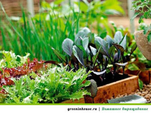 Verduras y espinacas en el alféizar de la ventana