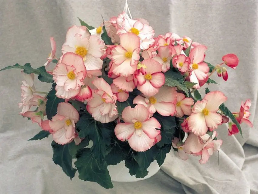 foto de una begonia tuberosa