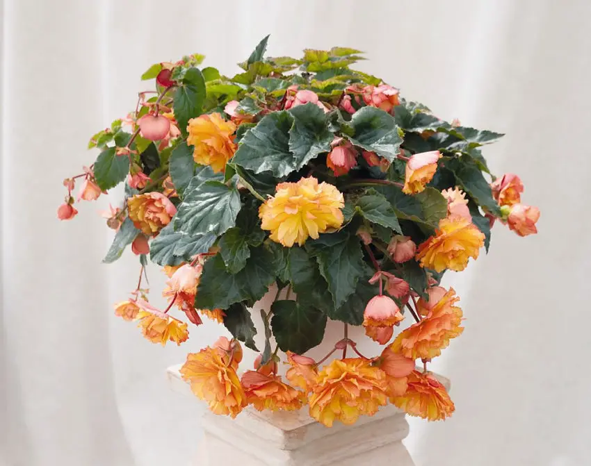 Begonia tuberosa en maceta