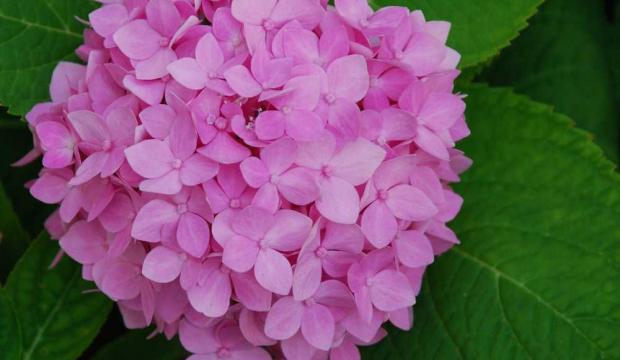 Periodo de floración de las hortensias 