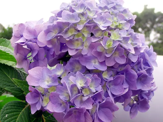 Variedades de panículas de hortensias 