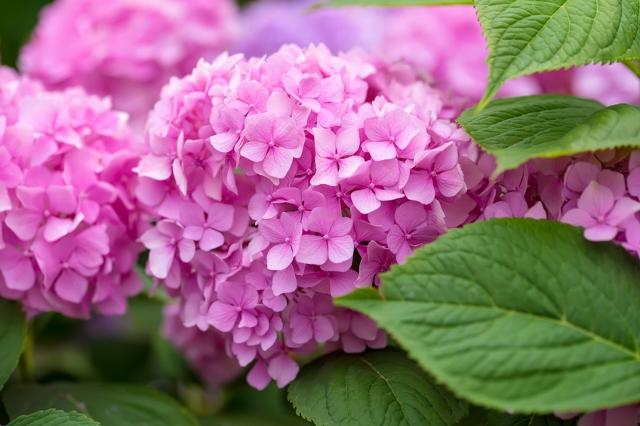 ¿Qué variedades de hortensias de panoja existen?