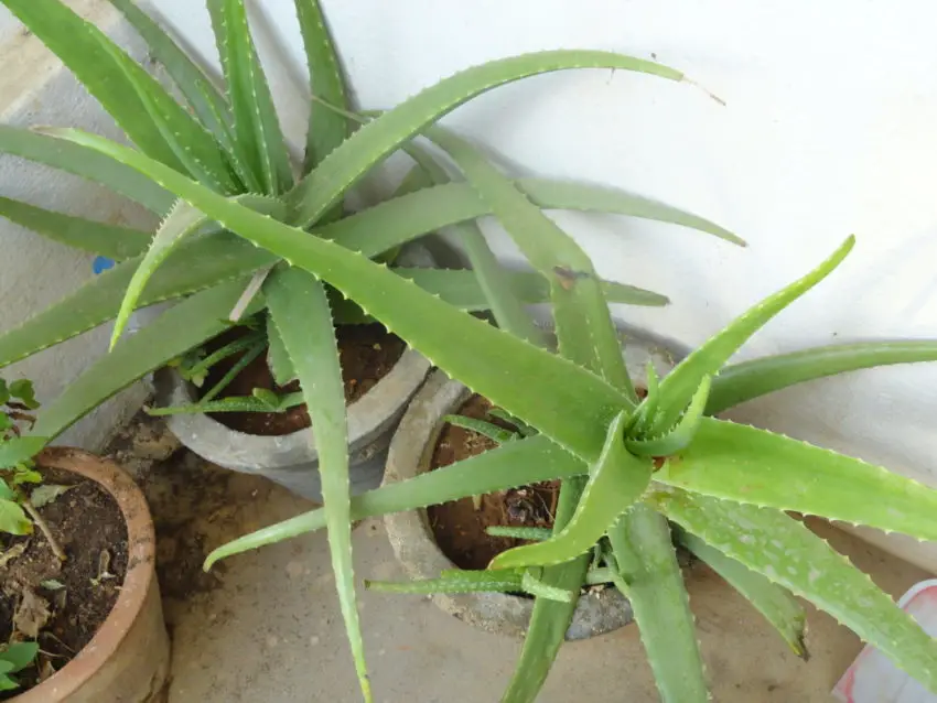 aloe en casa 