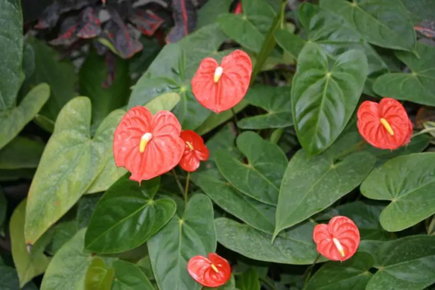 las hojas de anthurium se secan