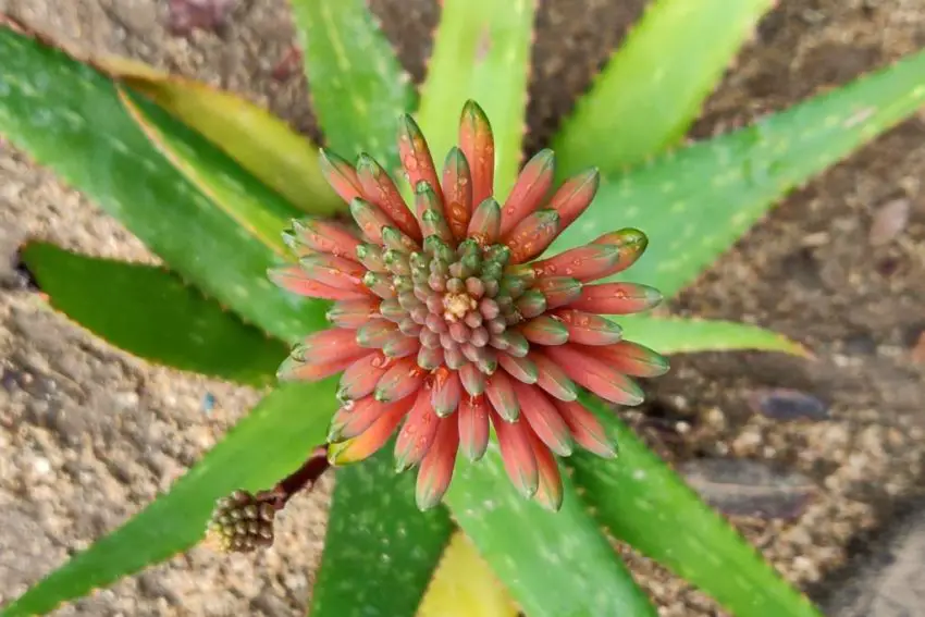 Aloe en flor