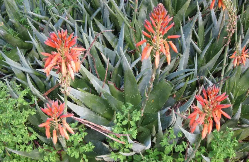 aloe en casa 