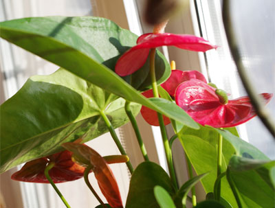 Propagación del anthurium por esquejes 