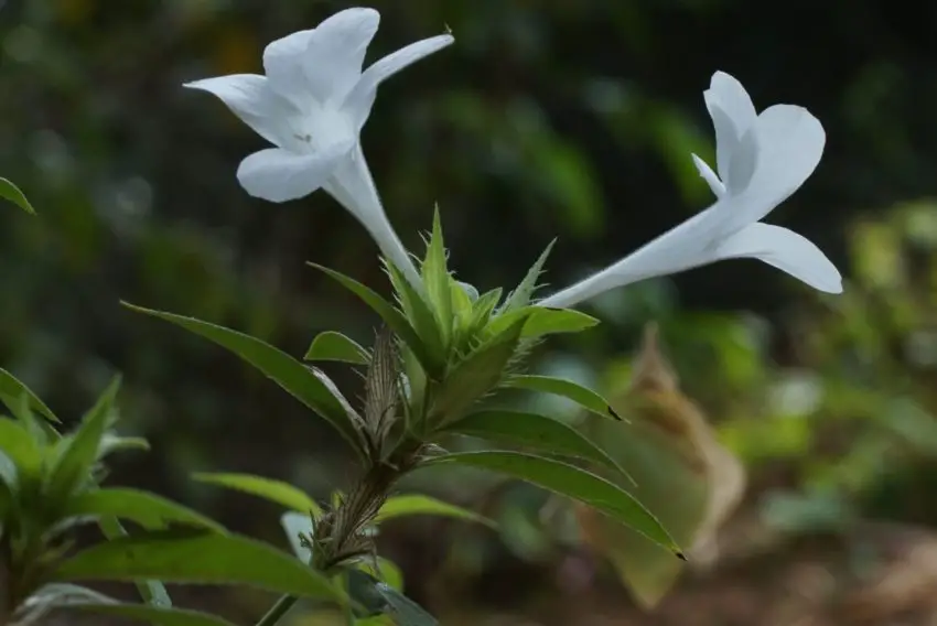 foto de barleria