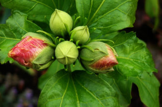 hibiscus will not bloom