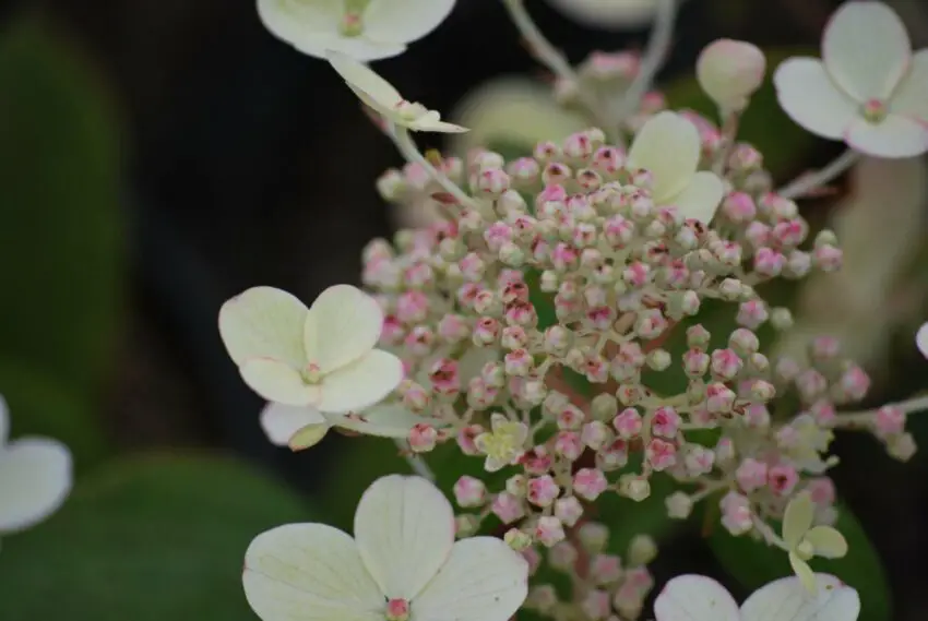 Hortensia Airlie Sensation