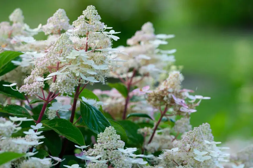 Hydrangea melodiosa sensación temprana