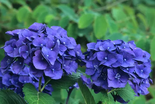 Plantación de hortensias