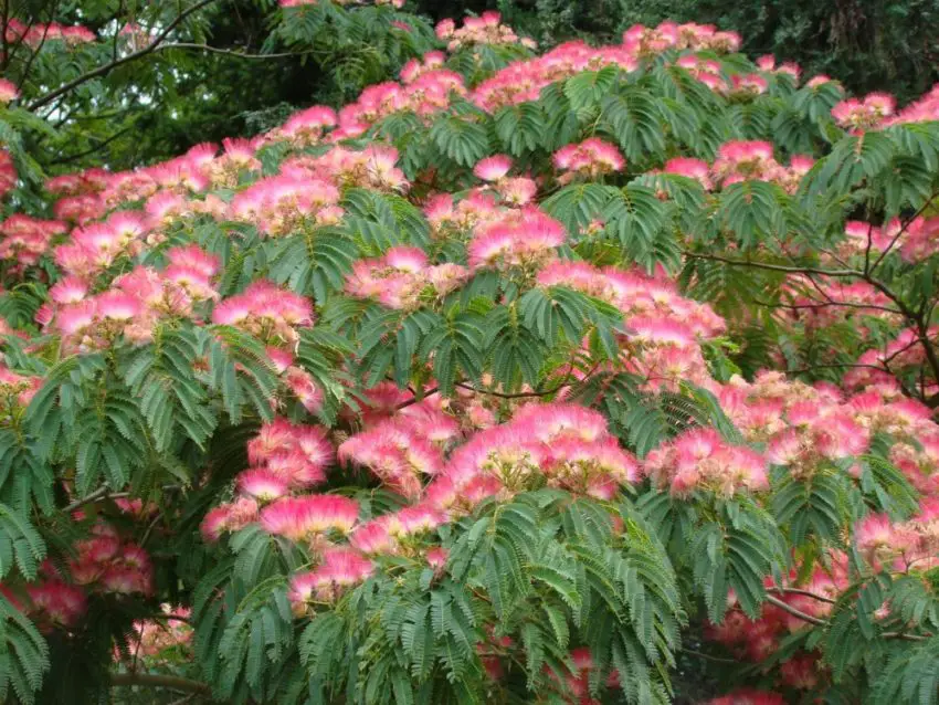 Cultivo de Albicia lancorana en casa