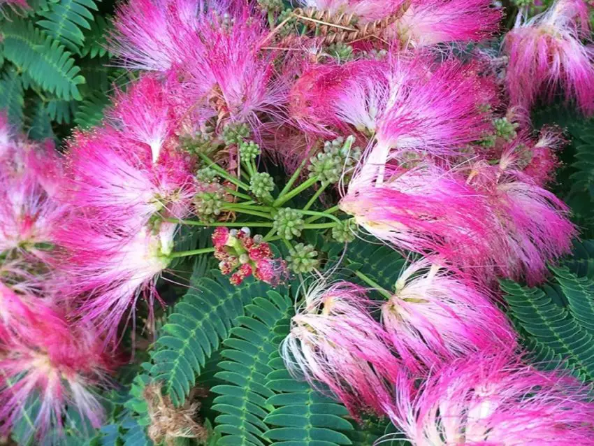 Cultivo de Albicia lancorana en casa