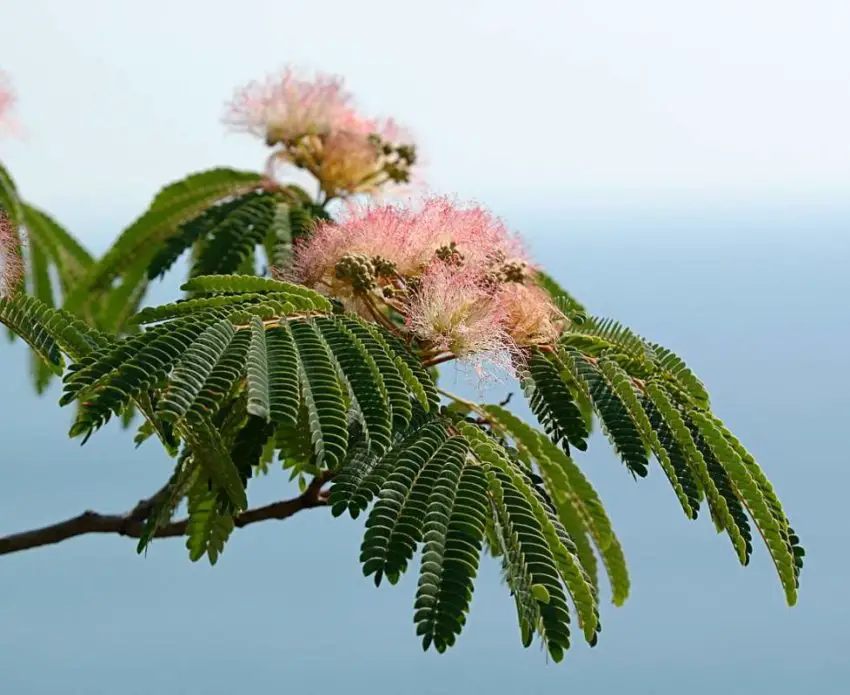 acacia de seda