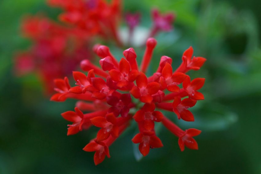 Cómo cultivar y cuidar la bouvardia en casa