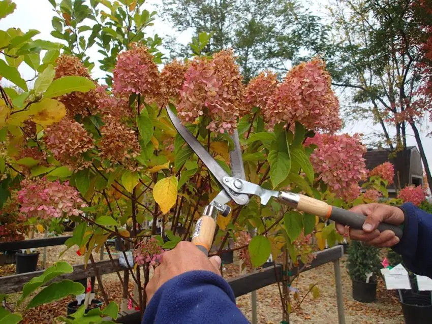 ¿Hay que recortar las hortensias para el invierno y cómo prepararlas?