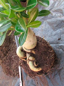 Cómo hacer florecer un adenium en casa