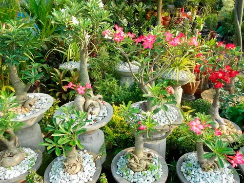 Cómo hacer florecer un adenium en casa