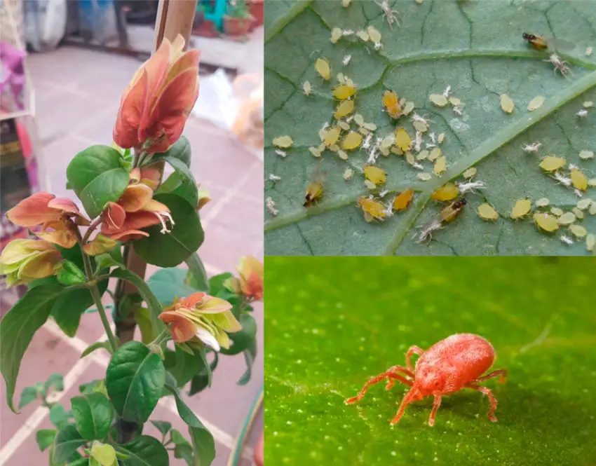 Cuidados caseros de las plantas de beloperón