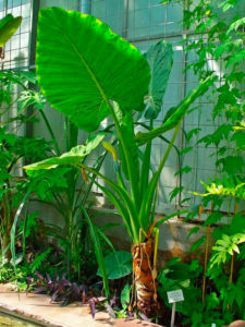 alocasia de raíz grande