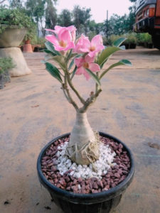 Adenium cómo hacer que florezca en casa