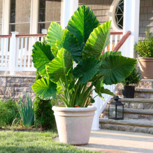 Cuidados de Alocasia en casa 