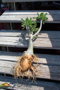  formación de adenium caudex