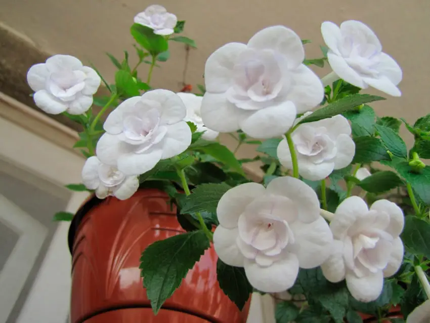 Achimenez variety Double Picotee Rose