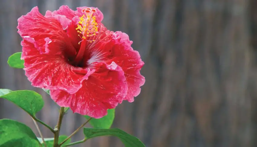 Cuándo y cuánto tiempo florecen los hibiscos