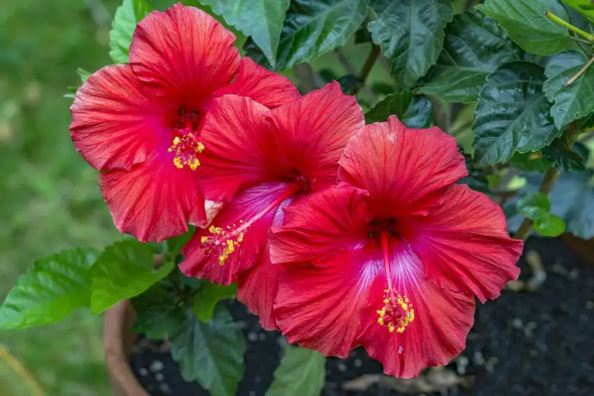 Cuándo y cuánto tiempo florecen los hibiscos