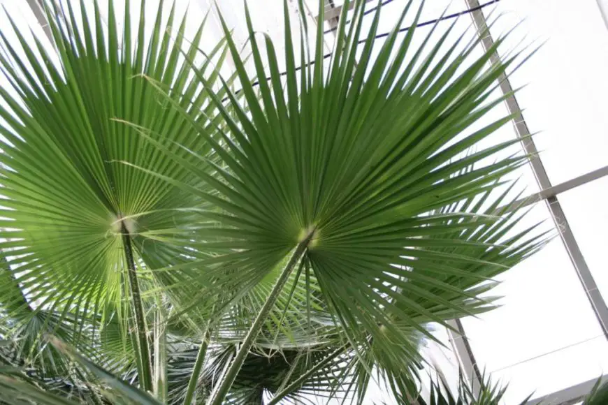 Washingtonia nitensis: Cómo cuidar la planta