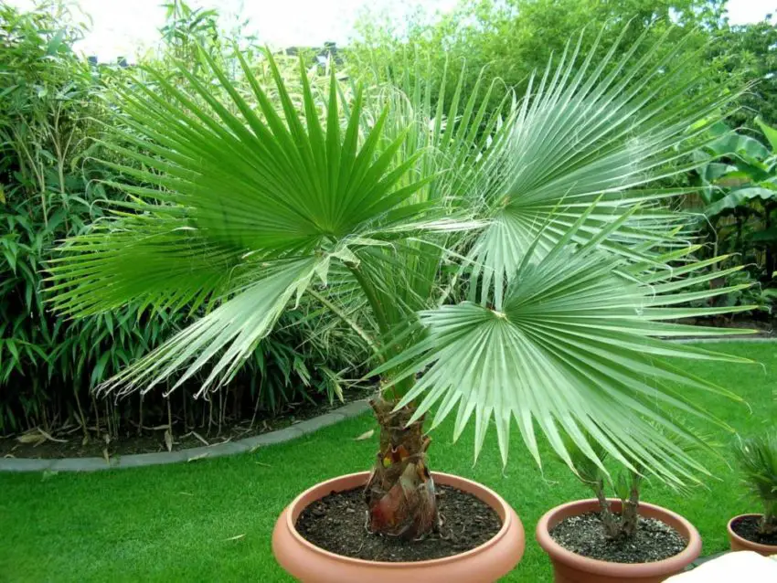 Washingtonia nitensis: Cómo cuidar la planta