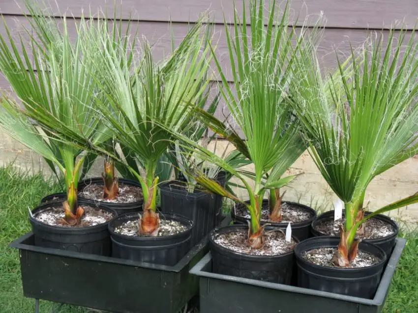 Washingtonia nitensis: Cómo cuidar la planta