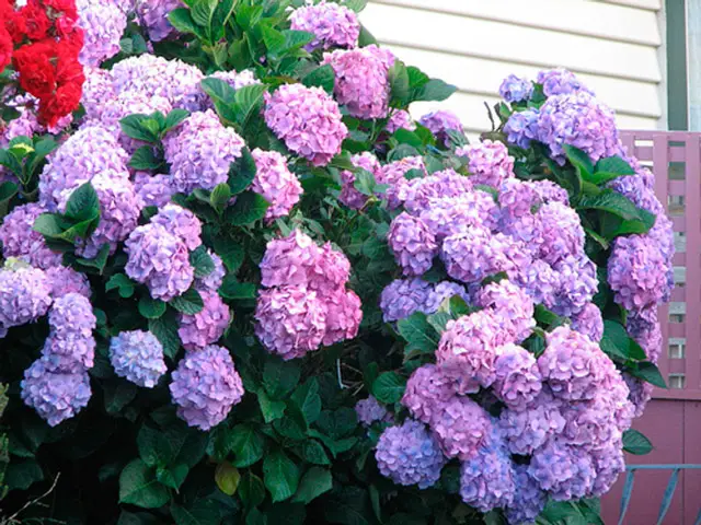 tierra para hortensias de jardín