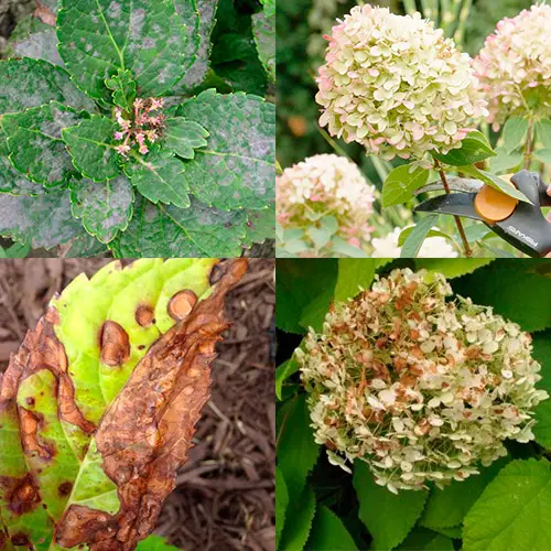 tierra para hortensias de jardín