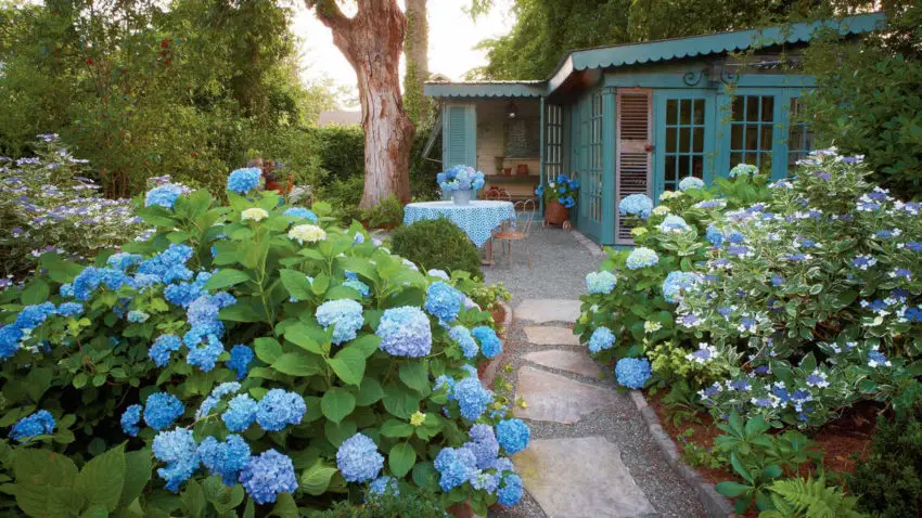 Época de floración de las hortensias de jardín