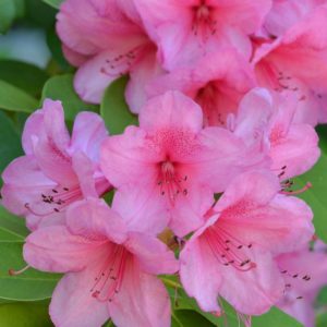 foto de una azalea en flor