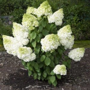 hortensia Magical Moonlight