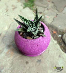 Gasteria: Cultivo y cuidado en casa