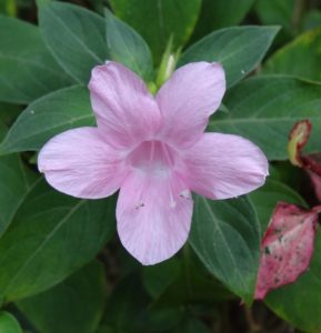 Barleria: Variedades, cultivo, cuidados y propagación