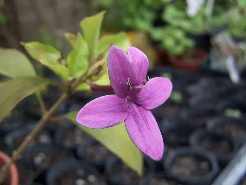 Barleria: Variedades, cultivo, cuidados y propagación