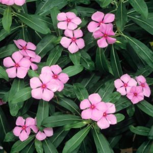 Catharanthus: Descripción, propagación, cultivo y cuidados