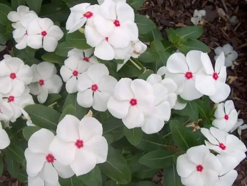 Catharanthus: Descripción, propagación, cultivo y cuidados