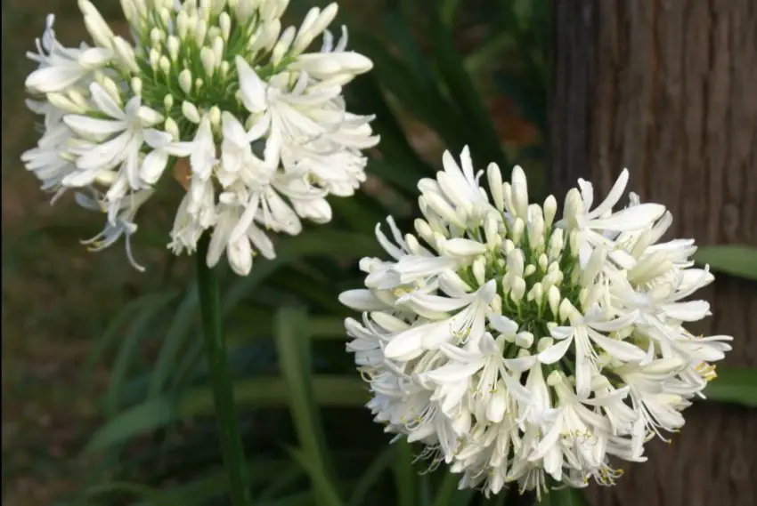 Agapanthus: normas de plantación, cuidado y propagación