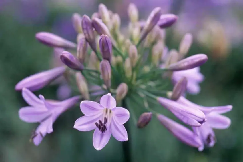 Agapanthus: normas de plantación, cuidado y propagación