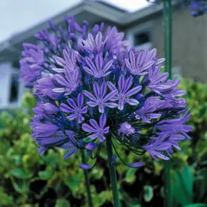 Agapanthus: normas de plantación, cuidado y propagación