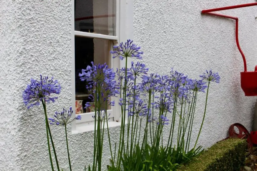 Agapanthus: normas de plantación, cuidado y propagación