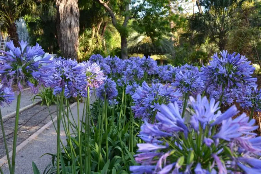 Agapanthus: normas de plantación, cuidado y propagación