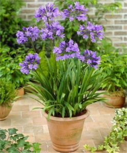 Agapanthus: normas de plantación, cuidado y propagación